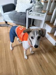 Lost Female Dog last seen Martin Rd, Mainstreet Park Dr, Stone Mountain, GA 30088