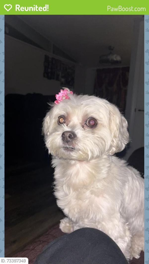 Reunited Female Dog last seen Cross the street, Hayward, CA 94545