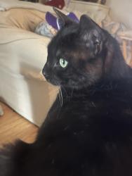 Reunited Male Cat last seen Summerwood Ave & Carolwood St., Orlando, FL 32812