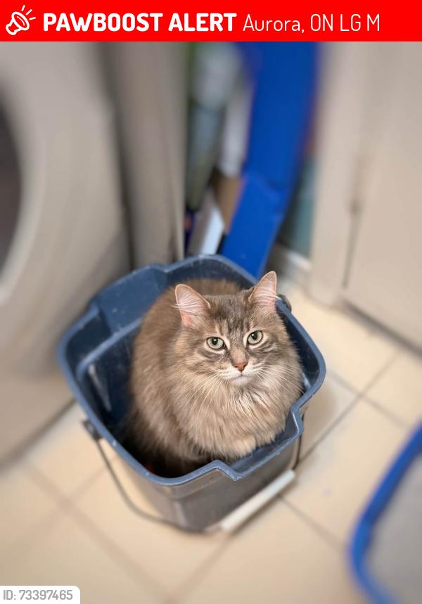 Lost Female Cat last seen Near Willis drive, Aurora, ON L4G 7M4
