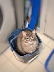Lost Female Cat last seen Near Willis drive, Aurora, ON L4G 7M4