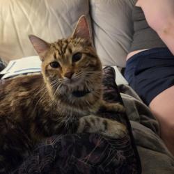 Reunited Female Cat last seen Armenia and sligh ave, Tampa, FL 33604