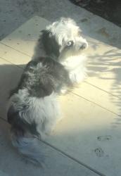 Reunited Male Dog last seen Rocky Mountain dr., San Jose, CA 95127