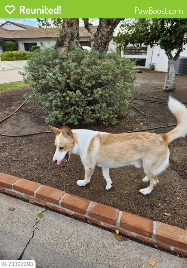 Reunited Male Dog last seen 15th Ave & Vista, Phoenix, AZ 85021