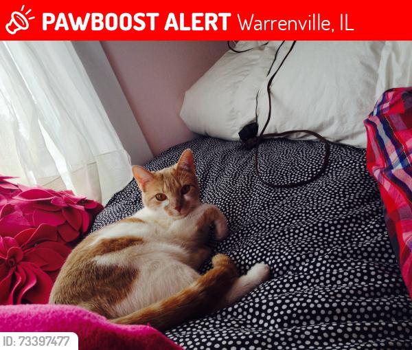 Lost Female Cat last seen Corner of River and Roger’s, Warrenville, IL 60555
