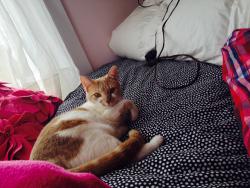 Lost Female Cat last seen Corner of River and Roger’s, Warrenville, IL 60555