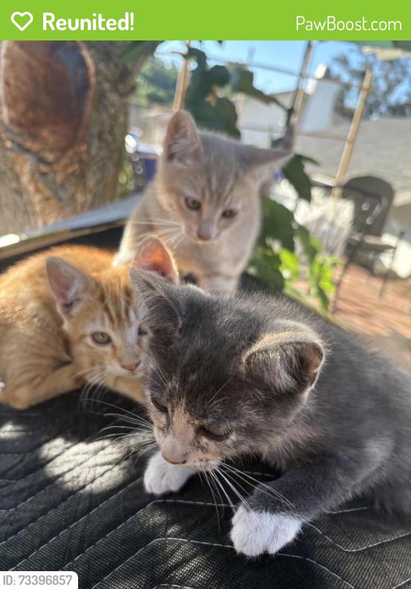 Reunited Male Cat last seen Idaho, Escondido, CA 92025