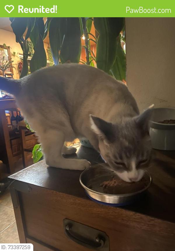 Reunited Female Cat last seen Jade Coast Road and Parkdale Avenue, San Diego, CA 92126