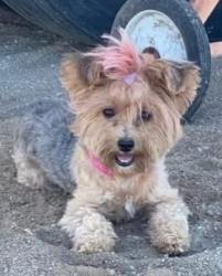 Reunited Female Dog last seen Grechen ln and Malone Ave, Romoland, CA 92585