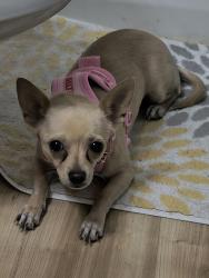 Found/Stray Female Dog last seen Losee and centennial, North Las Vegas, NV 89081