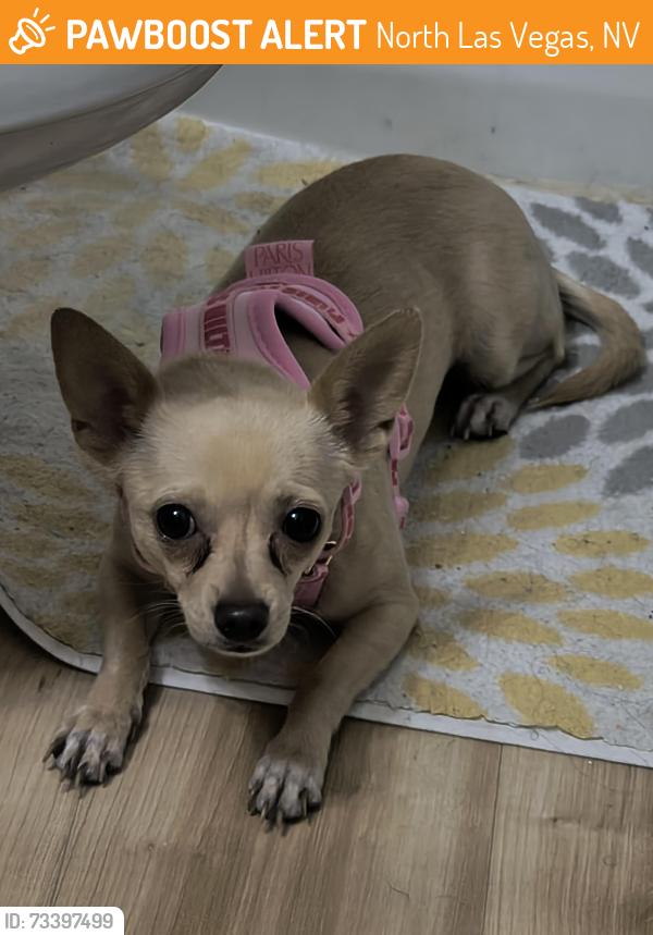 Found/Stray Female Dog last seen Losee and centennial, North Las Vegas, NV 89081