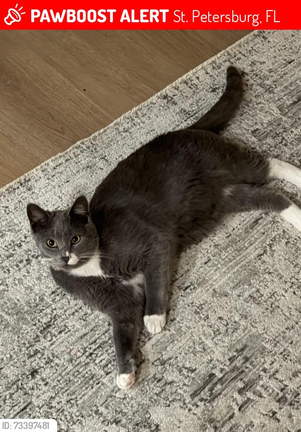 Lost Male Cat last seen snell isle, St. Petersburg, FL 33701