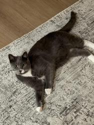 Lost Male Cat last seen snell isle, St. Petersburg, FL 33701