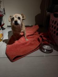 Found/Stray Female Dog last seen Ixtapa, El Paso, TX 79932