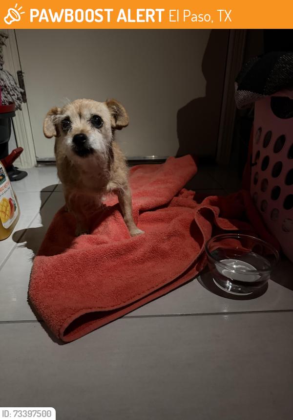 Found/Stray Female Dog last seen Ixtapa, El Paso, TX 79932