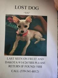 Lost Female Dog last seen Fruit and dakota, Fresno, CA 93705