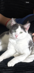 Lost Male Cat last seen Old stage rd near trailer park, Decorah, IA 52101