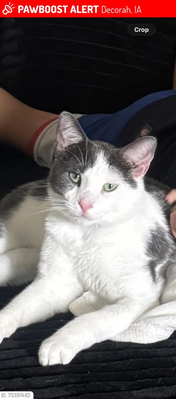 Lost Male Cat last seen Old stage rd near trailer park, Decorah, IA 52101