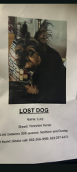 Reunited Female Dog last seen Calle El Camino en 35th ave, Phoenix, AZ 85029