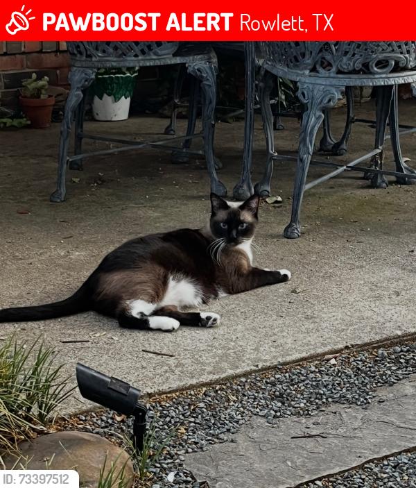 Lost Female Cat last seen Madison Ave, Rowlett, TX 75089, Rowlett, TX 75089
