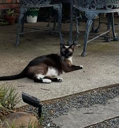 Lost Female Cat last seen Madison Ave, Rowlett, TX 75089, Rowlett, TX 75089
