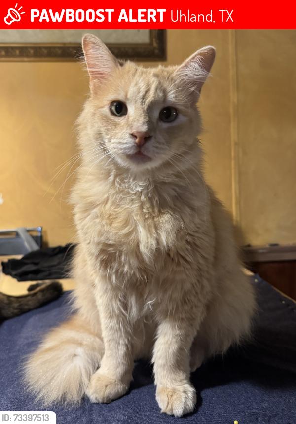 Lost Male Cat last seen High Rd/Hw 21, Uhland, TX 78640
