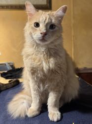 Lost Male Cat last seen High Rd/Hw 21, Uhland, TX 78640