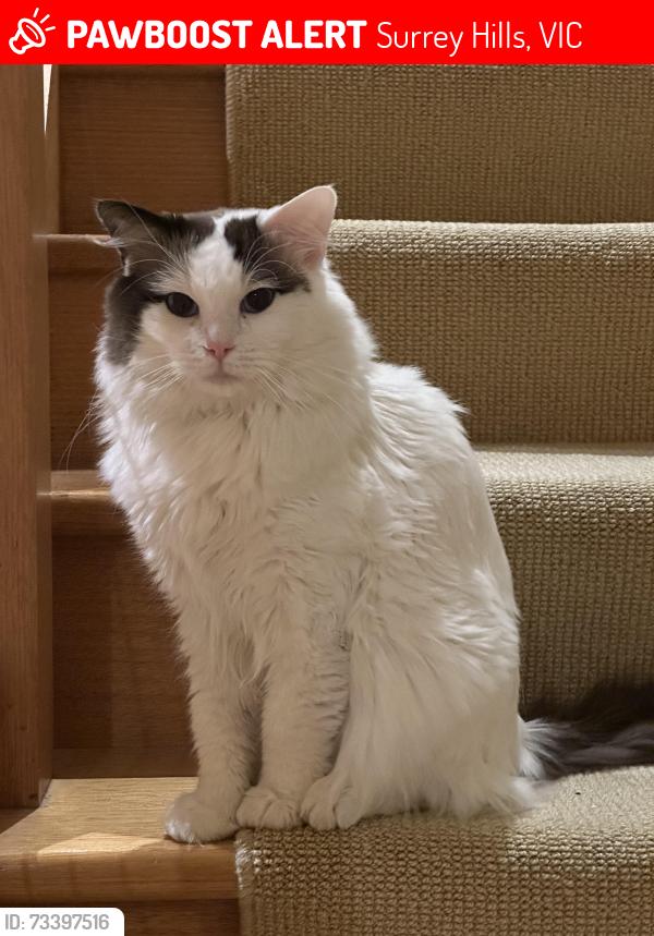 Lost Male Cat last seen New Street, Surrey Hills, Surrey Hills, VIC 3127