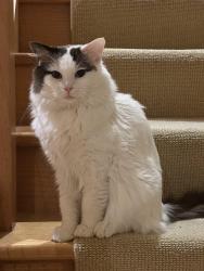 Lost Male Cat last seen New Street, Surrey Hills, Surrey Hills, VIC 3127