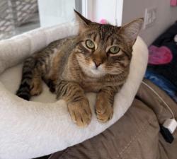 Reunited Male Cat last seen Summit st 29th st broadway and telegraph, Oakland, CA 94609