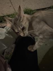 Found/Stray Female Cat last seen Close to Jefferson Park Blue Line Station, Chicago, IL 60630