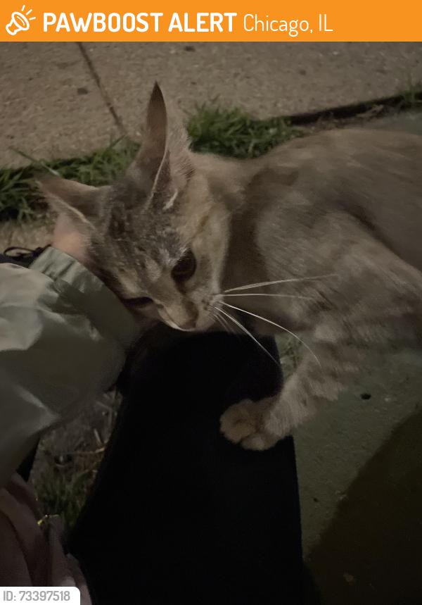 Found/Stray Female Cat last seen Close to Jefferson Park Blue Line Station, Chicago, IL 60630