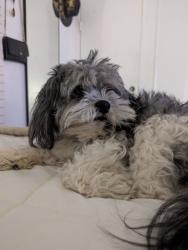 Lost Male Dog last seen Near NC-95. Road 301. he was last seen on the road., Smithfield, NC 27577