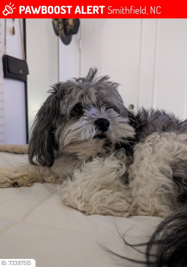 Lost Male Dog last seen Near NC-95. Road 301. he was last seen on the road., Smithfield, NC 27577