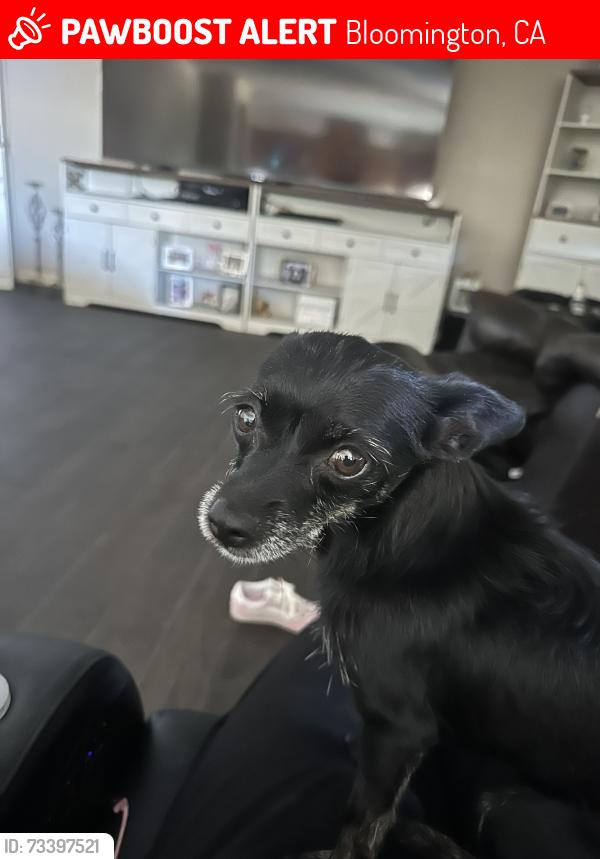 Lost Female Dog last seen Santa Ana and Alder, Bloomington, CA 92316