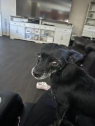 Lost Female Dog last seen Santa Ana and Alder, Bloomington, CA 92316