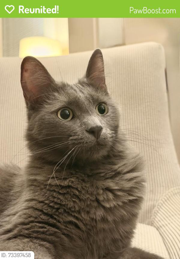 Reunited Male Cat last seen Seminary Street, Napa, CA 94559