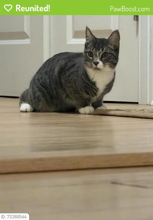 Reunited Female Cat last seen Near Church Street, Farmington, CT, Farmington, CT 06032