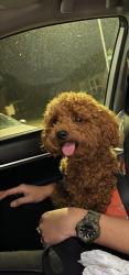 Lost Male Dog last seen Children's Lighthouse of Saginaw, Saginaw, TX 76131