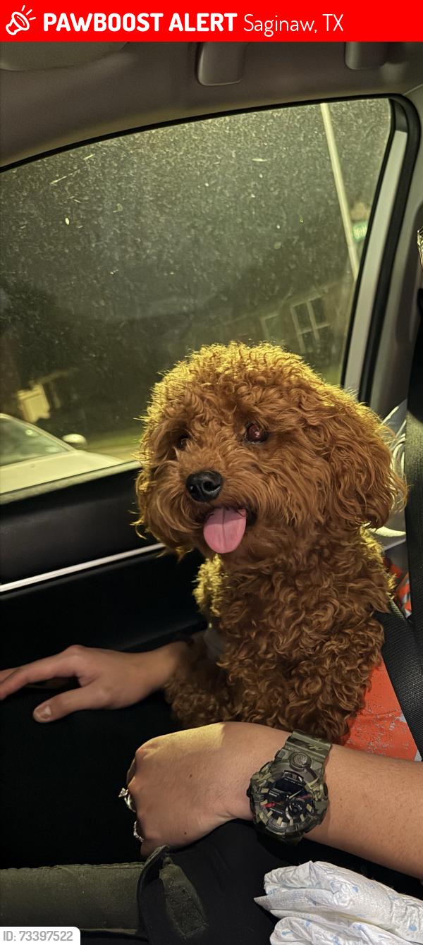Lost Male Dog last seen Children's Lighthouse of Saginaw, Saginaw, TX 76131