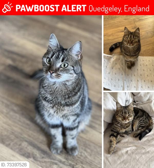 Lost Female Cat last seen Tesco express Kingsway or Asda, Quedgeley, England 