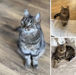 Lost Female Cat last seen Tesco express Kingsway or Asda, Quedgeley, England 