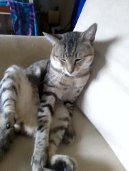 Lost Male Cat last seen Kawartha Forrest, Woodridge, QLD 4114
