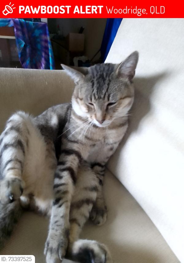Lost Male Cat last seen Kawartha Forrest, Woodridge, QLD 4114