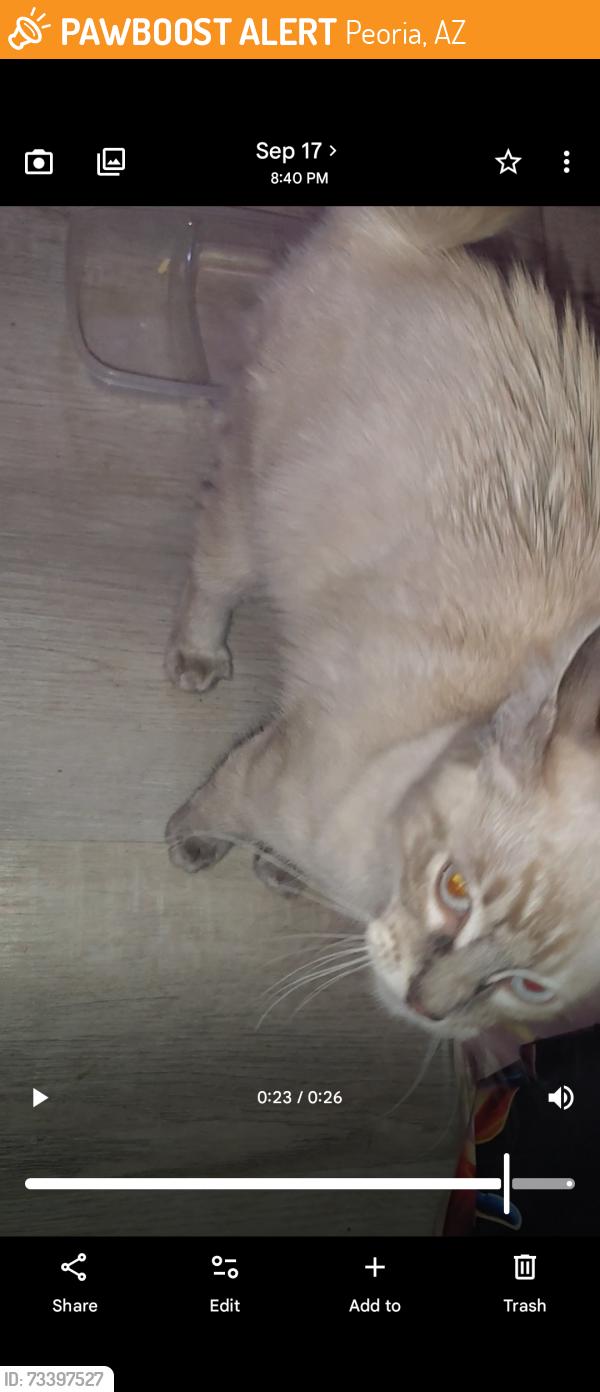 Found/Stray Female Cat last seen N 69th ave & w cholla st, Peoria, AZ 85345