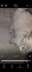Found/Stray Female Cat last seen N 69th ave & w cholla st, Peoria, AZ 85345