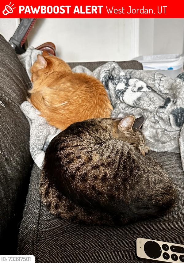 Lost Female Cat last seen Near W 7800 S, West Jordan, UT 84081