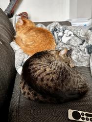 Lost Female Cat last seen Near W 7800 S, West Jordan, UT 84081