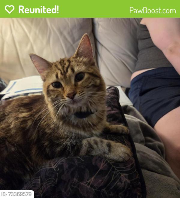 Reunited Female Cat last seen Armenia and sligh ave, Tampa, FL 33604