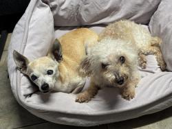 Reunited Female Dog last seen Pine Street, El Monte, CA 91731
